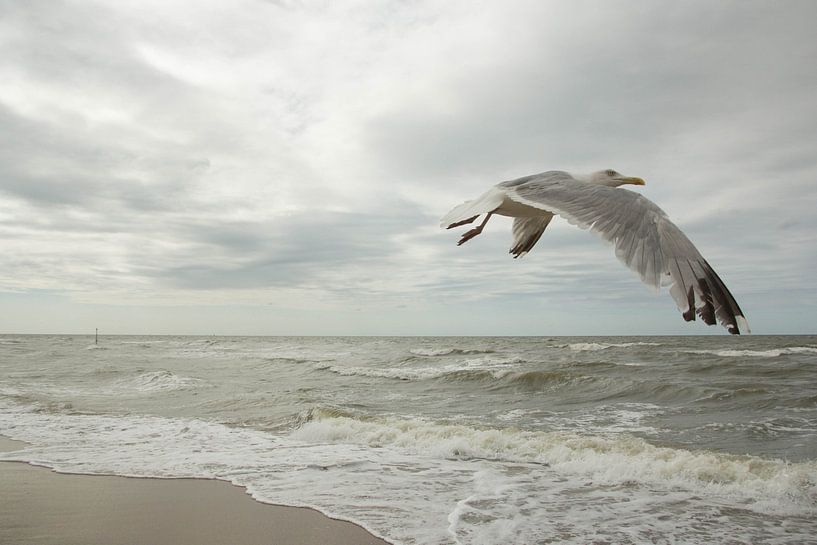 Meeuw op het nederlandse strand van Tess Groote