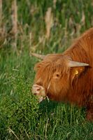 Schotse hooglander