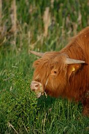 Schotse hooglander van Elise Daanen