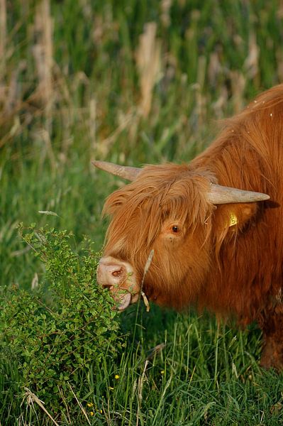 Schotse hooglander by Elise Daanen