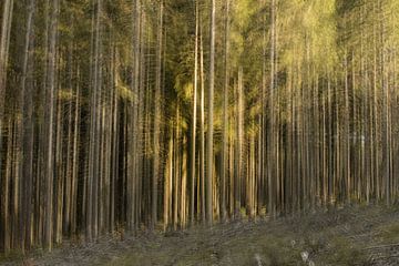 Het mysterieuze ardense woud van Lucia Leemans