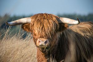 Mächtiger schottischer Highlander