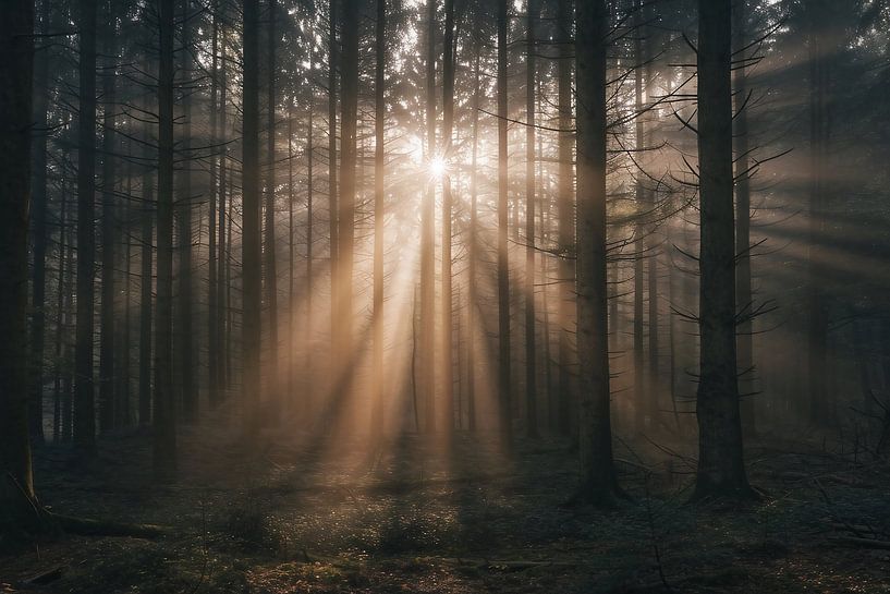 Magisches Licht im Wald von fernlichtsicht