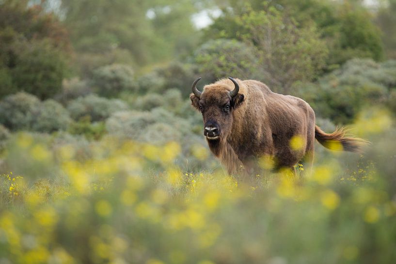 Bison (European Bison) in the Kraansvlak in National Park South-Kennemerland by Jeroen Stel