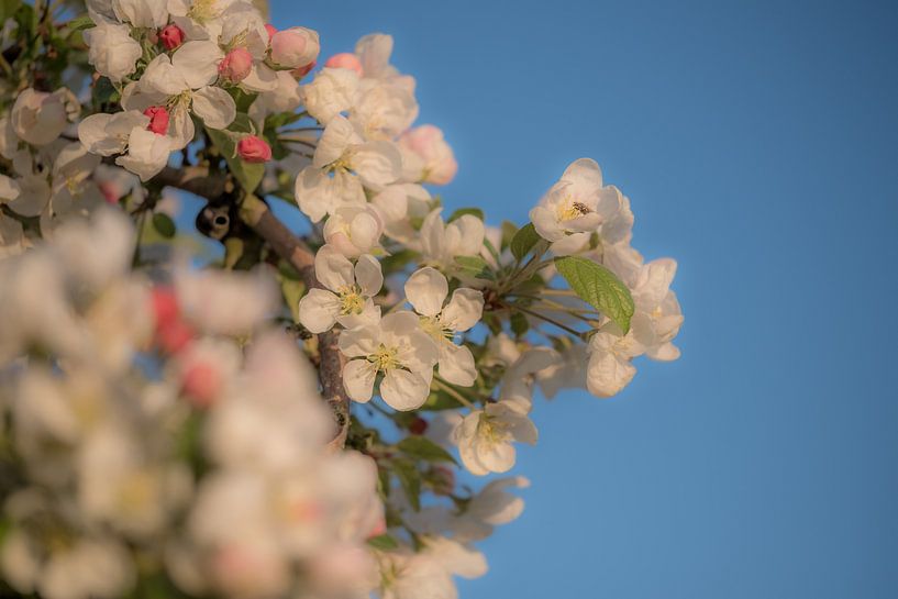 Bloesem met insect by Moetwil en van Dijk - Fotografie