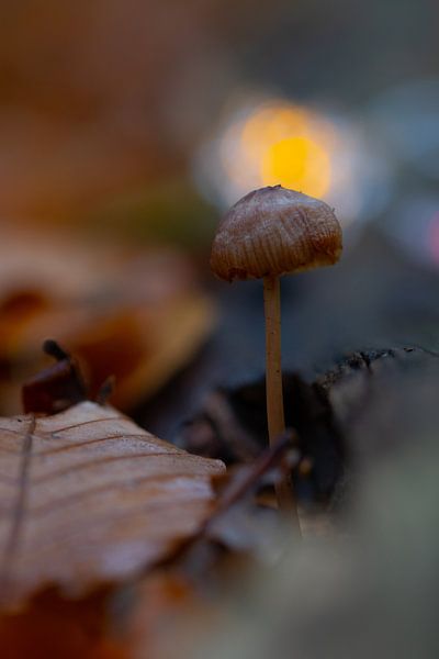 brun1 par peterheinspictures