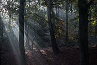 Een ochtend in het bos