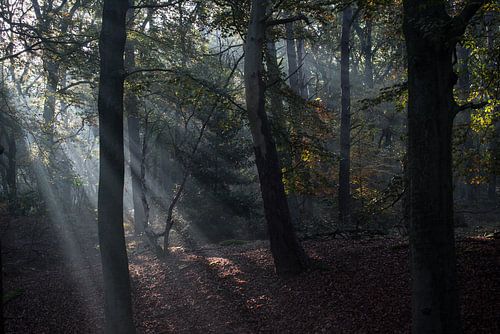 A morning in the forest by Lucia Kerstens