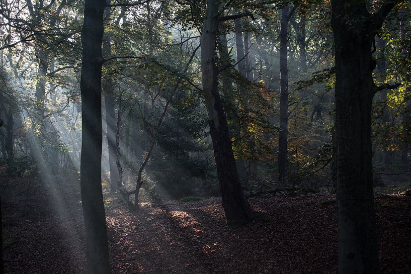 Une matinée dans la forêt par Lucia Kerstens
