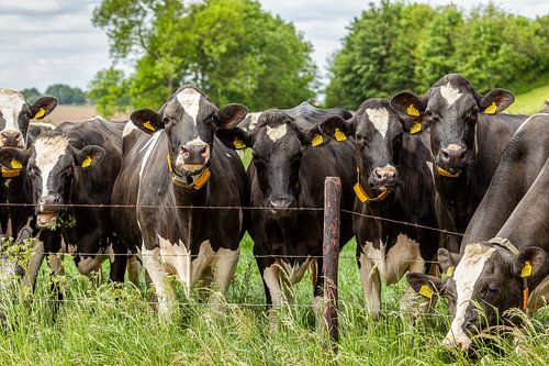 Nieuwsgierige koeien in Zuid-Limburg