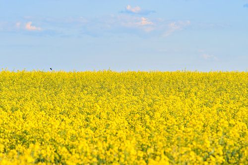 Uitzicht over een geel koolzaadveld