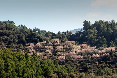 Eine rosa Wolke in Grün von Marian Merkelbach