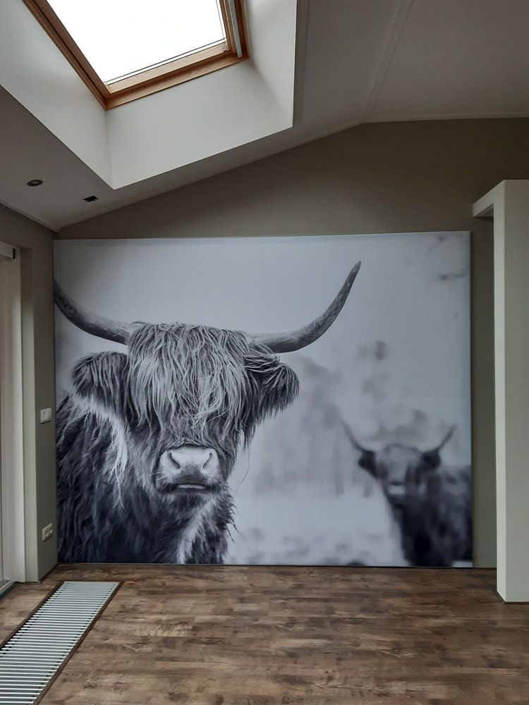 Scottish Highlanders dans la réserve naturelle de Jiltdijksheide (noir et blanc) par Martijn van Dellen
