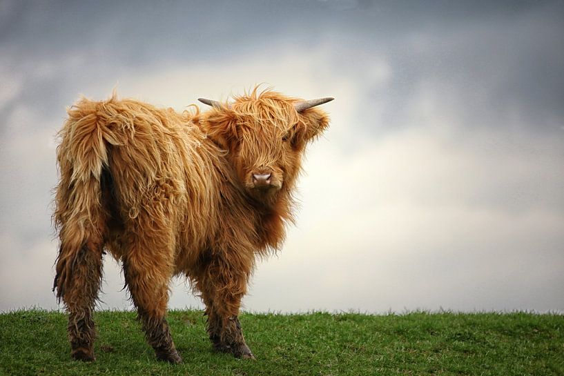Schotse Hooglander in het gras van Elly Damen