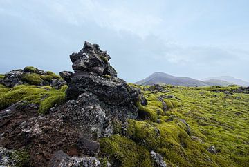 Moss landscape Iceland