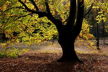 Whimsical beech in autumn by Franke de Jong