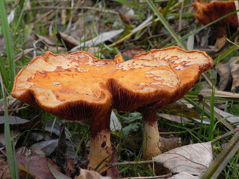 mushroom paddenstoelen in het bos van Ingrid Van Maurik
