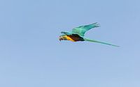 Curious Blue-throated macaw by Lennart Verheuvel thumbnail