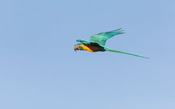 Curious Blue-throated macaw by Lennart Verheuvel