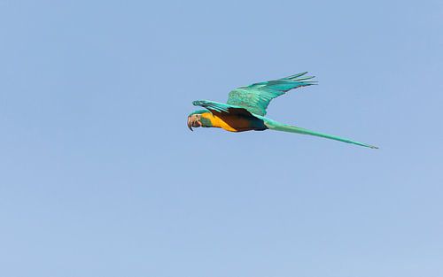 Nieuwsgierige Blauwkeelara