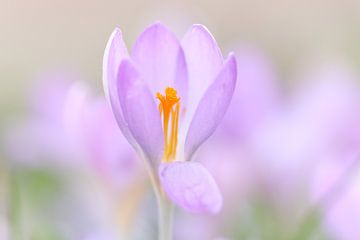 De lente nodigt u uit van Guy Diekmann