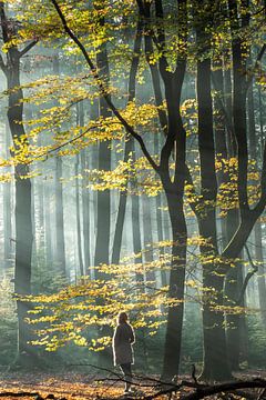 Lever de soleil brumeux dans la forêt de Speuldersbos sur Peter Haastrecht, van