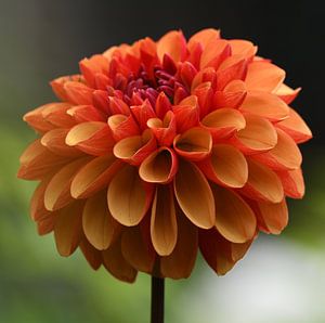 Dahlia von Ingrid Ronde