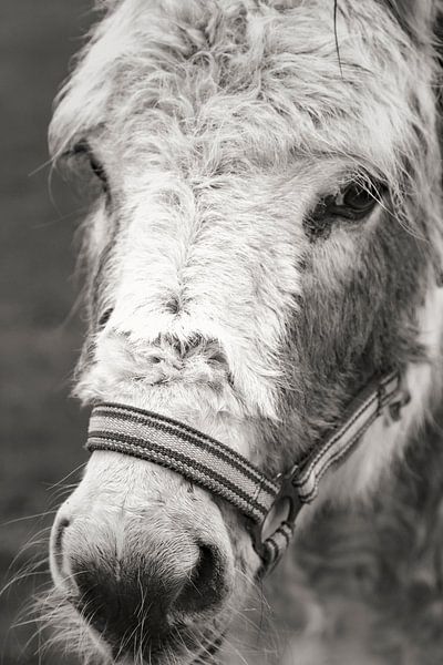 Posing pony by Jan van der Knaap