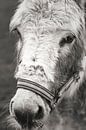 Poserende pony van Jan van der Knaap thumbnail