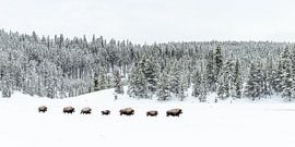Bisons im Yellowstone von Sjaak den Breeje