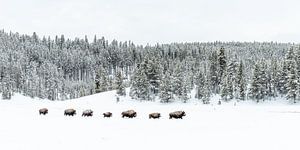 Bison à Yellowstone sur Sjaak den Breeje