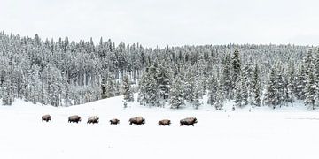 Bisons in Yellowstone van Sjaak den Breeje