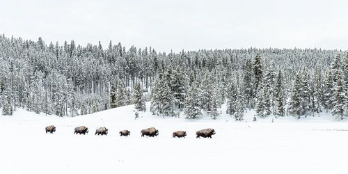 Bisons in Yellowstone van Sjaak den Breeje Natuurfotografie