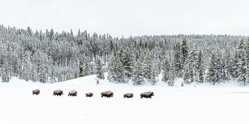 Bison à Yellowstone par Sjaak den Breeje