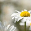 The daisy, the sun worshiper among the flowers by Gerry van Roosmalen