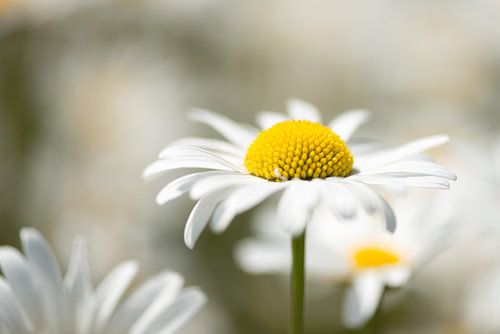 Het madeliefje, de zonaanbidster onder de bloemen