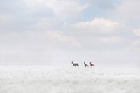 roe deer in the snow