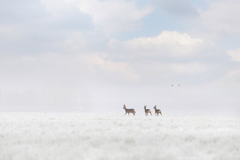 roe deer in the snow by foto rodenboog