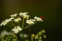 Ladybird