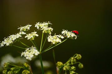 Lieveheersbeestje van Rosenthal fotografie