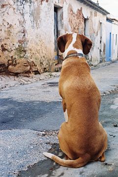 Portugese hond van Cosy Casa