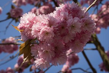 Fleurs roses du cerisier ornemental et ciel bleu