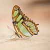 zeer mooie 'gaas' vlinder met transparante vleugels en mooie bruine kleuren van Margriet Hulsker