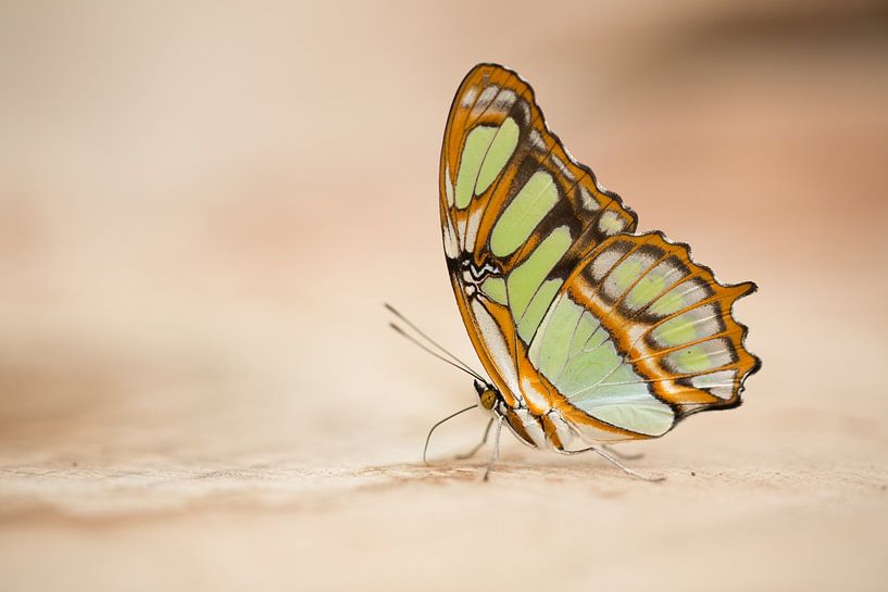 very nice &quot;mesh&quot; butterfly with transparent wings and beautiful brown colors by Margriet Hulsker