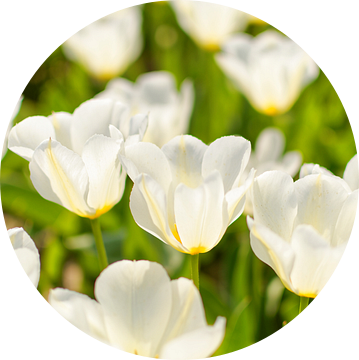 Tulipan biały van Dawid Baniowski