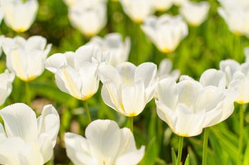 Tulipan biały van Dawid Baniowski