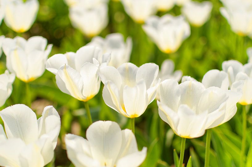 Tulipan biały par Dawid Baniowski
