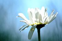 Margriet