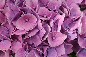 Pink and Purple Hydrangea von Mickey Tromp