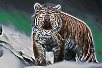 Tijger